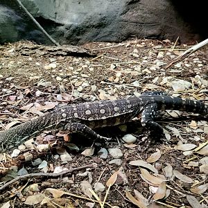 Perentie (Varanus giganteus)