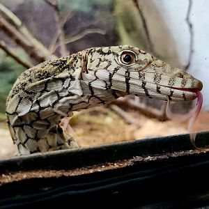 Perentie (Varanus giganteus)