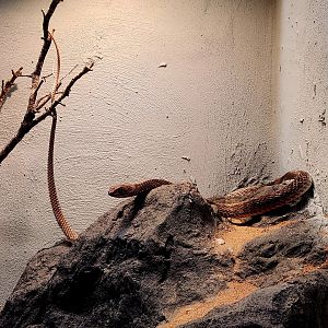 Western Coachwhip (Masticophis flagellum testaceus)