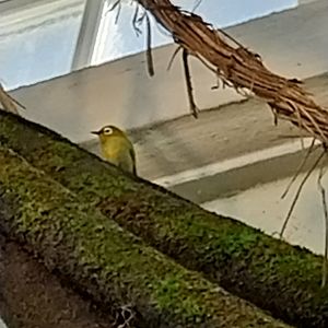 Birdhouse - Main hall - Kilimanjaro white-eye (Zosterops eurycricotus)