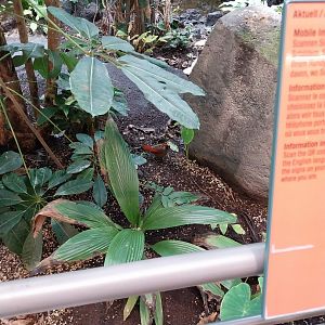 Birdhouse - Main hall - Red-tailed laughingthrush (Trochalopteron milnei)