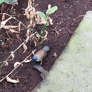 Birdhouse - Main hall - Blue-crowned laughingthrush (Pterorhinus courtoisi)