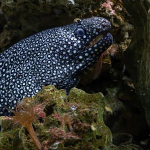 Moray eel ID - Mořský svět (Sea world) Praha