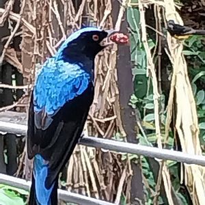 Birdhouse - Main hall - Asian fairy-bluebird (Irena puella)