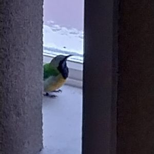 Birdhouse - Main hall - Orange-bellied leafbird (Chloropsis hardwickii)