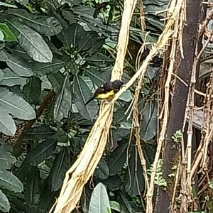 Birdhouse - Main hall - Montserrat oriole (Icterus oberi)