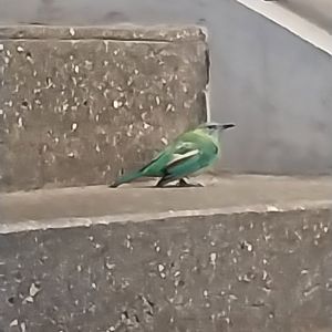 Birdhouse - Main hall - Orange-bellied leafbird (Chloropsis hardwickii)