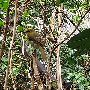 Birdhouse - Main hall - Montserrat oriole (Icterus oberi)