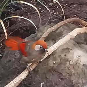 Birdhouse - Main hall - Red-tailed laughingthrush (Trochalopteron milnei)