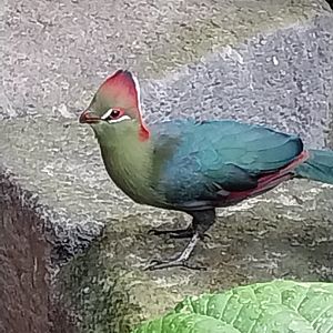 Birdhouse - Main hall - Fisher's turaco (Tauraco fischeri)