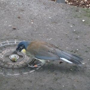 Birdhouse - Main hall - Blue-crowned laughingthrush (Pterorhinus courtoisi)