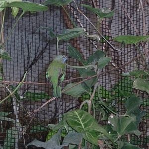 Birdhouse - Main hall - Orange-bellied leafbird (Chloropsis hardwickii)
