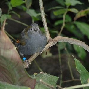 Birdhouse - Main hall - Emei Shan liocichla (Liocichla omeiensis)