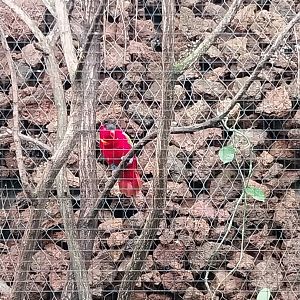 Birdhouse - Main hall - Purple-naped lory (Lorius domicella)