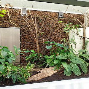 Birdhouse - Main hall - Visayan hornbill aviary