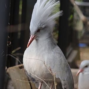 Kagu