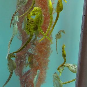 Big-bellied Seahorses