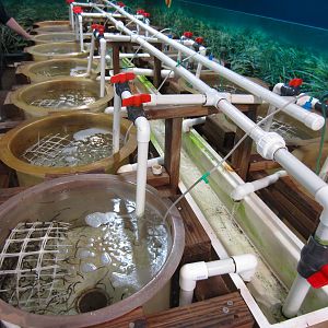 Big-bellied Seahorse rearing tanks