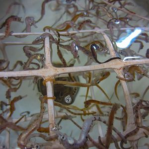 Big-bellied Seahorses