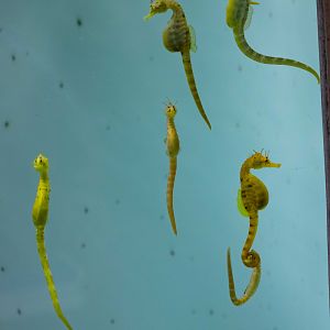 Big-bellied Seahorses