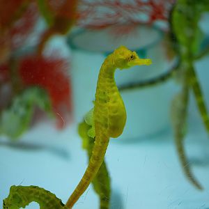 Big-bellied Seahorses