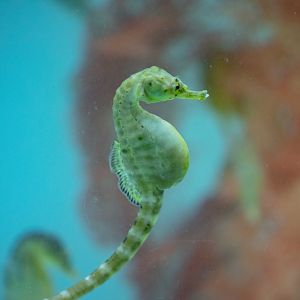 Big-bellied Seahorse