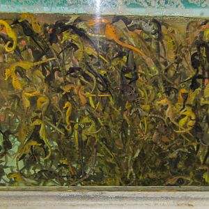 Big-bellied Seahorses