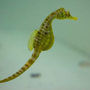 Big-bellied Seahorse