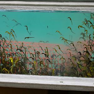 Big-bellied Seahorses