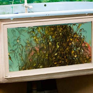 Big-bellied Seahorses