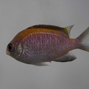 Black-headed Puller female