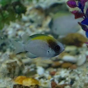 Black-headed Puller male
