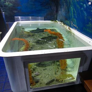 Eastern Rock Lobster tank