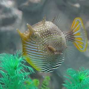 Ornate Cowfish