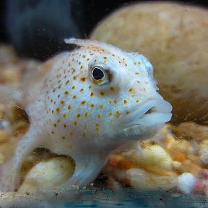 Spotted Handfish