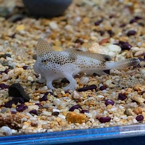 Spotted Handfish
