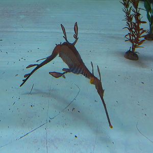 Weedy Seadragon