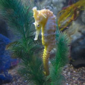 West Australian Seahorse