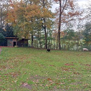 Skudde sheep enclosure (Stadtpark Emsdetten)