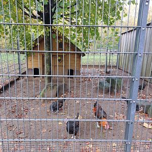 Bergischer Kräher chicken enclosure (Stadtpark Emsdetten)