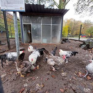 Westfälischer Totleger chicken enclosure (Stadtpark Emsdetten)