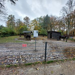 Baudet du Poitou donkey enclosure (Stadtpark Emsdetten)