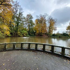 Lake with Pekin ducks, eurasian carp and red eared sliders (Stadtpark Emsdetten)