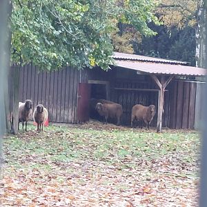 Braune Bergschafe (domesticated sheep breed)(Stadtpark Emsdetten)