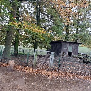 Mangalitza pig enclosure (Stadtpark Emsdetten)