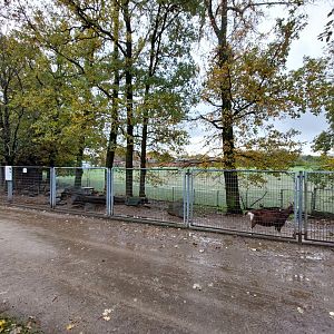 Thuringian goat enclosure (Stadtpark Emsdetten)