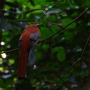 Orange-breasted trogon (Harpactes oreskios stellae)