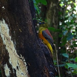 Orange-breasted trogon (Harpactes oreskios stellae)