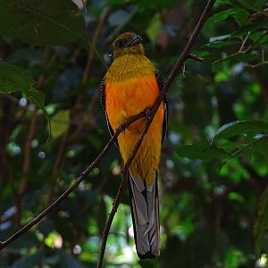 Orange-breasted trogon (Harpactes oreskios stellae)