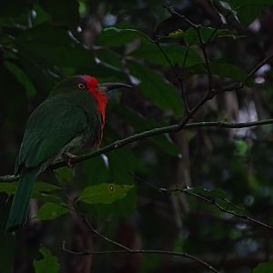 Red-bearded bee-eater (Nyctyornis amictus)